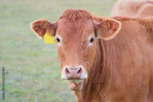 Cow close up - Limousin breed © Tunatura