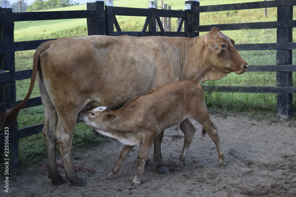 cowboy taking milk from the cow in the corral. Bahia. Brazil