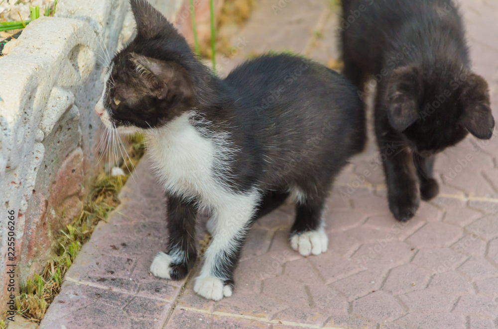 Beautiful kittens playing together and each with himself Beautiful kittens playing together and each with himself
