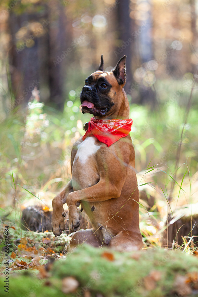 Portrait of dog on nature, fall. German boxer walking