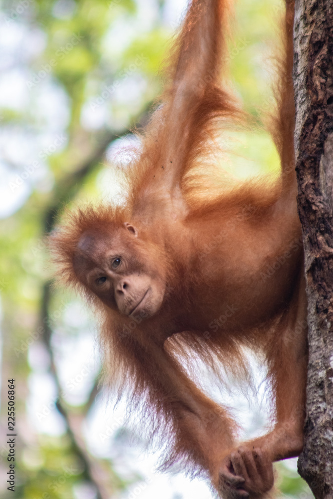Naklejka premium Young Orangutan