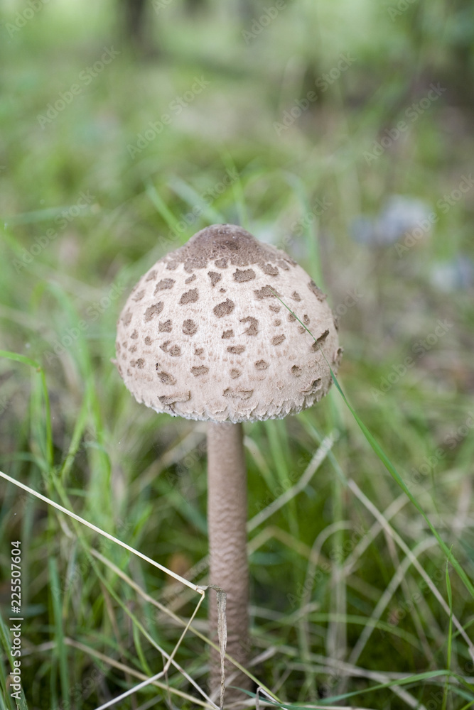 autumn mushrooms growing in the European forest autumn mushrooms growing in the European forest