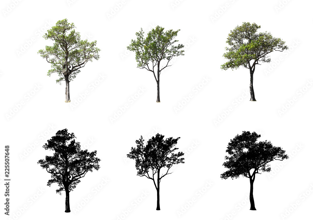 Obraz premium Collection of tree isolated on white background