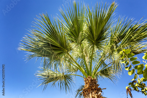 Palm trees in the blue sky  palm trees on the tropical coast  coconut tree  summer tree