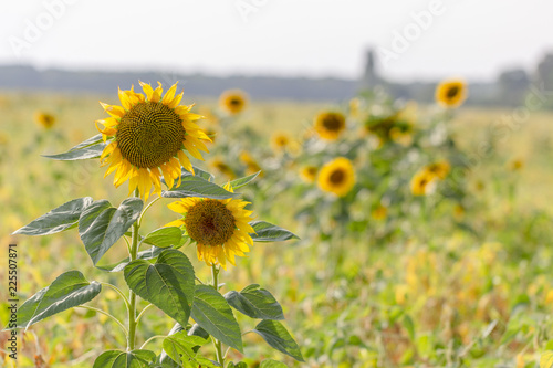Fototapeta Naklejka Na Ścianę i Meble -  Beautiful large decorative sunflower with big Yellow and red petals