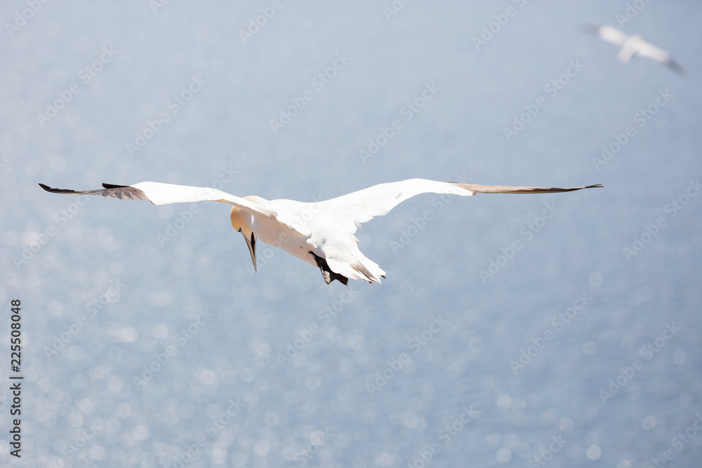 Northern gannet in hover over a windswept steep coast Northern gannet in hover over a windswept steep coast