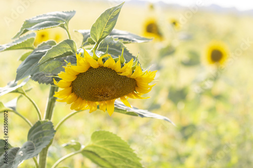 Fototapeta Naklejka Na Ścianę i Meble -  Beautiful large decorative sunflower with big Yellow and red petals