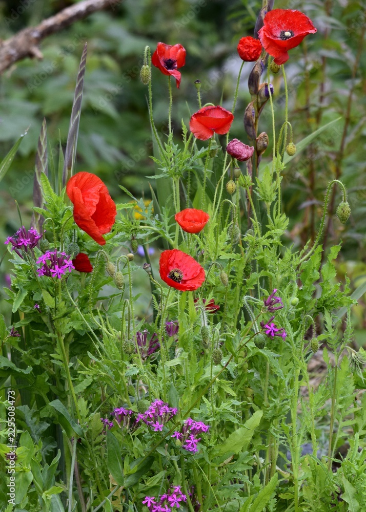poppy flowers in a garden in various blooming stages 