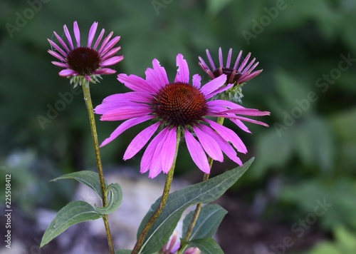 closeup of Echinacea in full bloom in the shade in the garden 