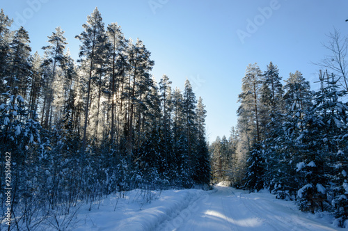 cross country ski track through scandinavian winter forest