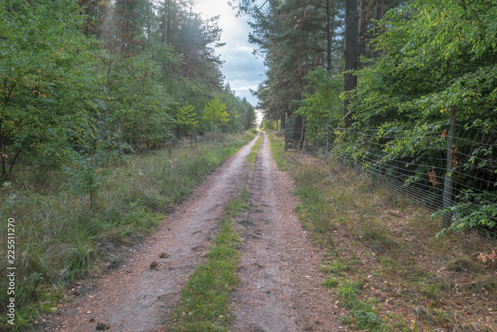 Fototapeta premium Waldweg