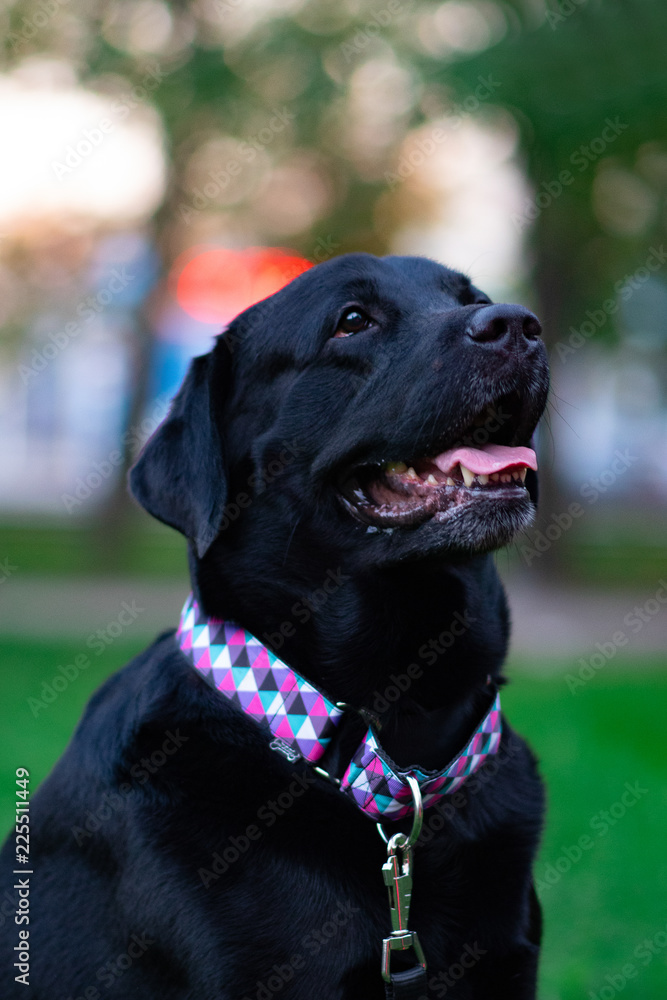 black labrador retriever