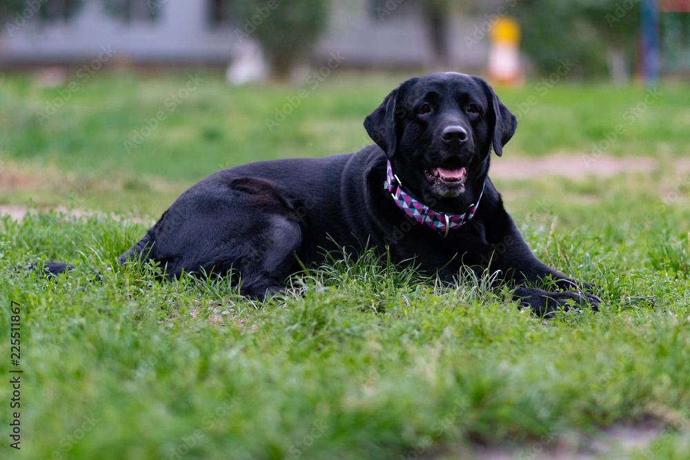 black labrador retriever black labrador retriever