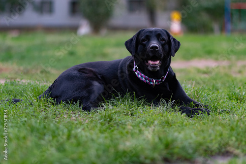 black labrador retriever