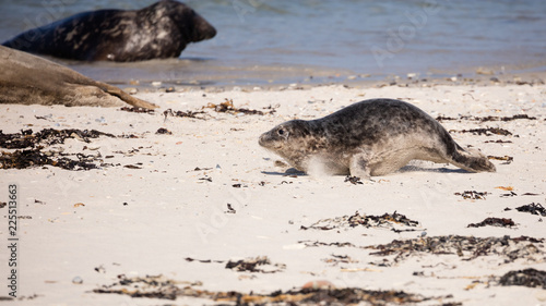 Half year old grey seal crawling forward