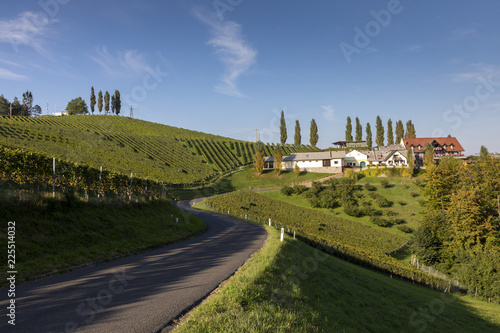 scenery vineyard along the south Styrian vine route named suedsteirische weinstrasse in Austria in autumn, Europe