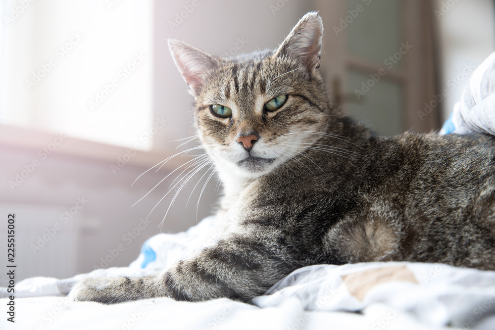 Portrait of tabby cat relaxing on bed
