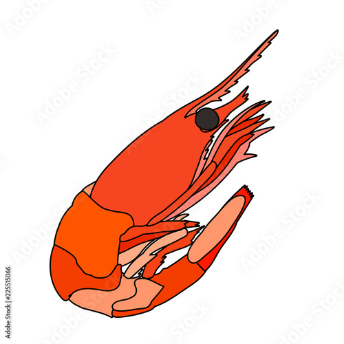  prawn boiled, food