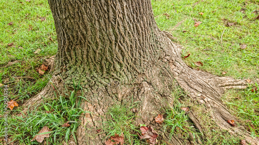 ゆりの木の 根元 ゆりの木の 根元