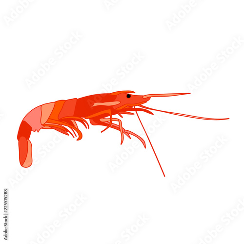 white background, shrimp eating
