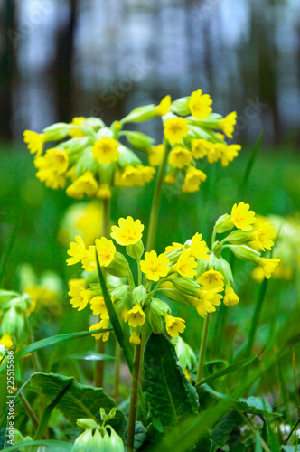 Photos Cowslip Primrose Primula veris Primula officinalis