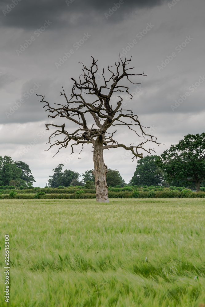 Obraz premium Dead Tree in Field