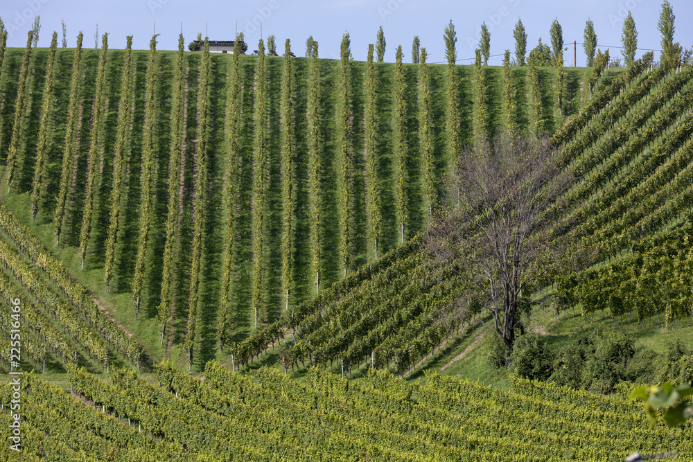 scenery vineyard along the south Styrian vine route named suedsteirische weinstrasse in Austria in autumn, Europe