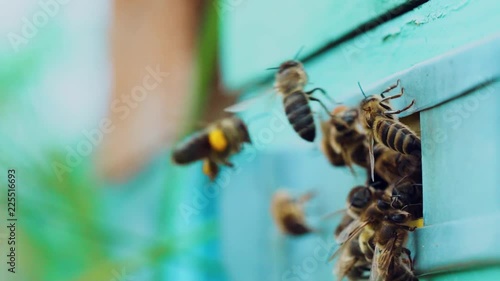 Slow motion of honey bees flying around beehive. Bees swarming near hole of wooden beehive
