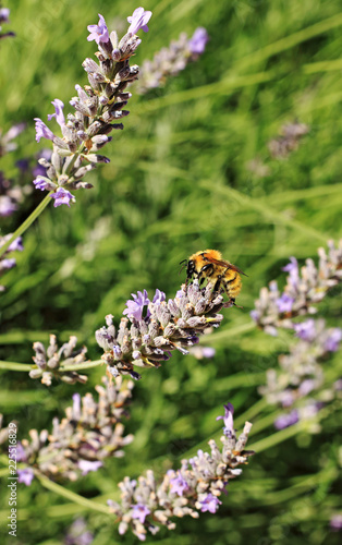 Bee and lavender