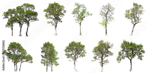 Slika na platnu Collection of tree isolated on white background