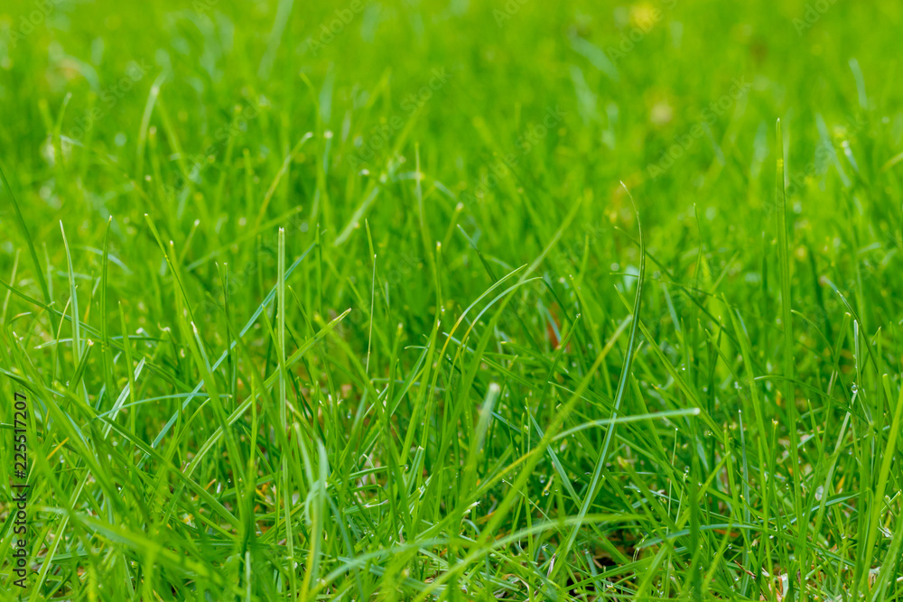 Grass in the garden, in sunlight. Closeup of a green lawn. Wet grass in the morning light. Close up macro of green grass field. Grass texture, with selective focus blur and background bokeh. Grass in the garden, in sunlight. Closeup of a green lawn. Wet grass in the morning light. Close up macro of green grass field. Grass texture, with selective focus blur and background bokeh.