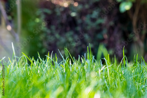 Grass in the garden, in sunlight. Closeup of a green lawn. Wet grass in the morning light. Close up macro of green grass field. Grass texture, with selective focus blur and background bokeh.