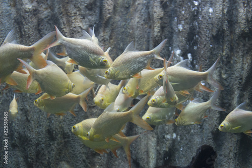 Albino silver barb fish in aquarium. photo