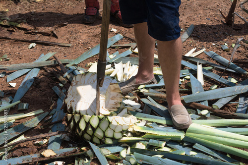 La coa agavera partió el agave en dos partes. photo