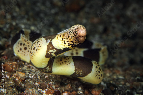 Banded mud moray eel (Gymnothorax chlamydatus) in Lembeh Strait, Indonesia photo