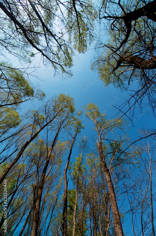 Fototapeta premium Patrząc na wysokie drzewa