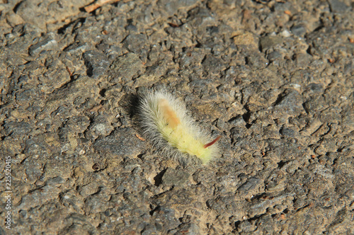 strange caterpillar with shaggy white hair on the road