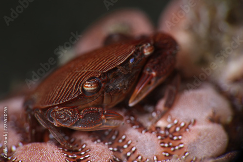 Crab Lissocarcinus arkati. Picture was taken in Lembeh strait  Indonesia