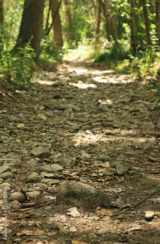 Path in the forest