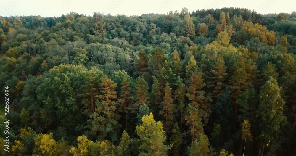 Aerial drone horizontal view of forest and coniferous trees in the north. Russian landscape with pines and fir, sunny day in wild nature. Concept for traveling tourists.