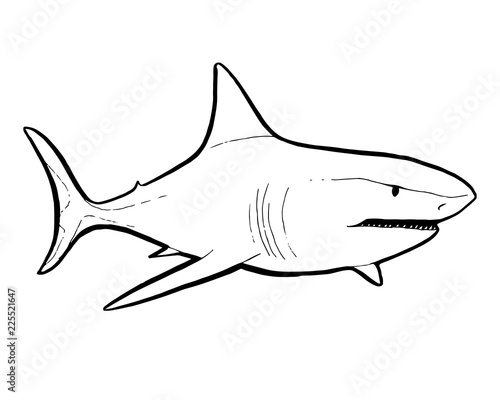 Predatory fish shark sketch illustration to engraving style