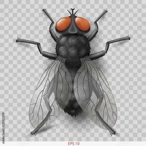 Realistic insect fly. 3D vector graphics. Transparent shadow