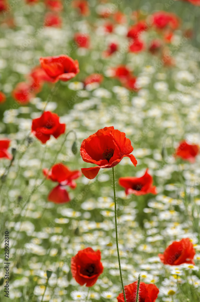 Poppy Flower Blossom