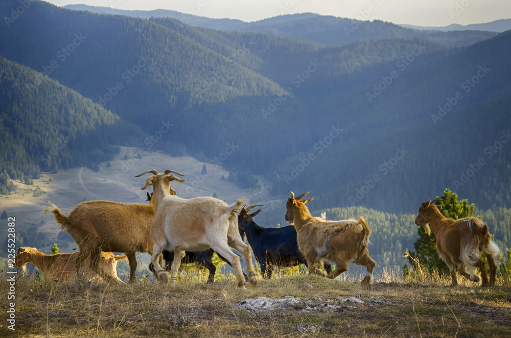Naklejka premium Wild Goats in Mountains