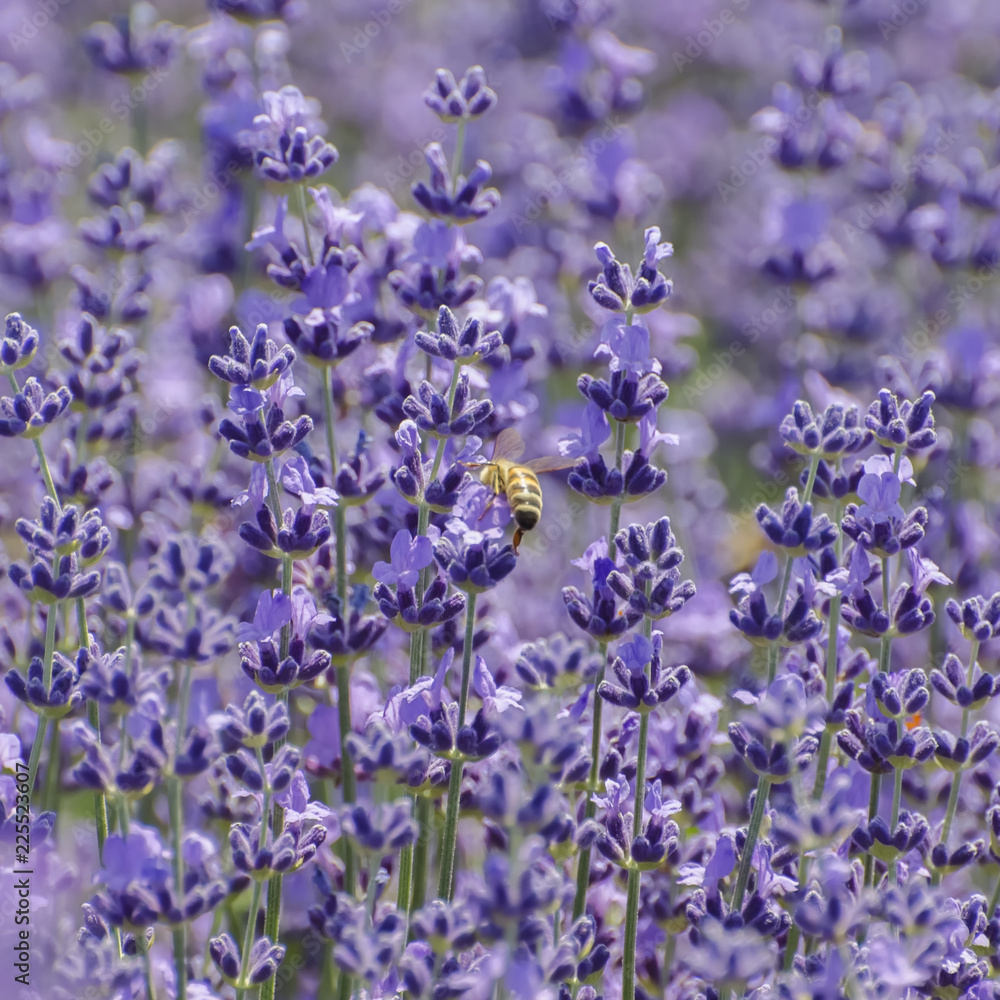 Lavender Purple Blossom Lavender Purple Blossom