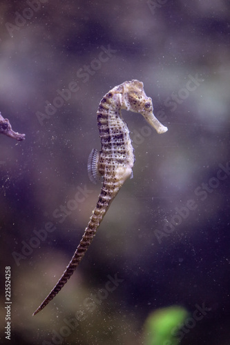 Portrait of a sea horse floating in the water © schankz