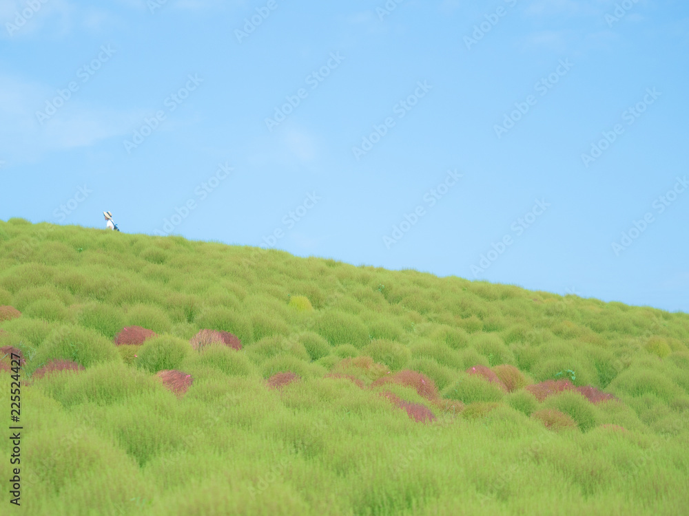 Obraz premium ひたちなか海浜公園のコキアの丘を上る人