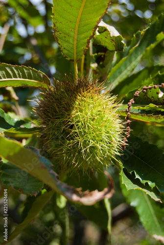 Close-up of one ripe chestnut hedgehog