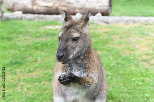 Red-necked wallaby (kangaroo) eating cookie