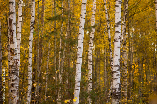 Birches in the forest in autumn as a background